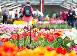 Vườn hoa tulip lớn nhất thế giới mở cửa đón khách