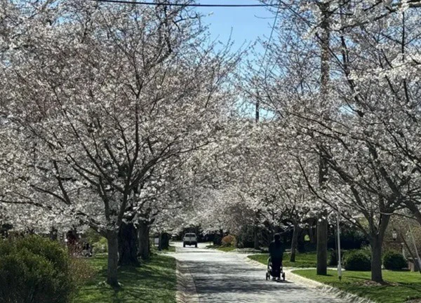 Mê mẩn sắc hoa anh đào nở rộ ở thủ đô Washington