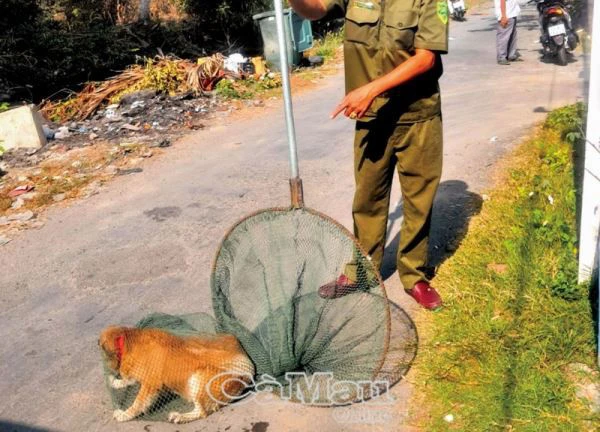 Nguy cơ bệnh dại bùng phát