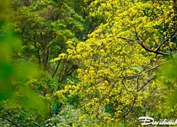 Tháng 3 lên Yên Tử ngắm 'đại lão' mai vàng