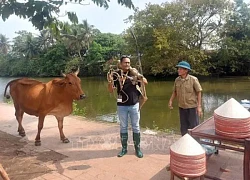 Du lịch trải nghiệm một ngày làm nông dân ở Làng cổ Đường Lâm thu hút khách quốc tế