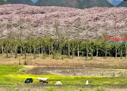 Du lịch Trung Quốc: Hành trình 'săn' hoa anh đào nở sớm, khám phá 'miền cổ tích' Quý Châu