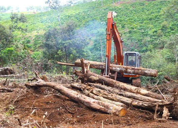 Gia Lai: Một cá nhân bị xử phạt hành chính 162,5 triệu đồng vì hành vi phá rừng