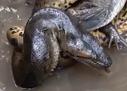 Khoảnh khắc cái ôm thần chết của trăn Anaconda với cá sấu Caiman