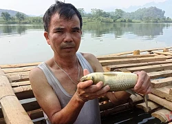 Cá chết trắng lồng ở Thanh Hoá, người nuôi trồng bỗng chốc trắng tay