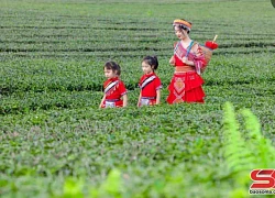 Khu du lịch Quốc gia Mộc Châu đón gần 17 nghìn khách du lịch ngày nghỉ đầu tiên