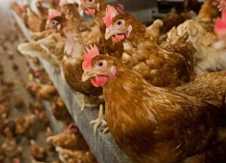 Philippines ghi nhận dịch cúm gia cầm H5N1 tại trang trại