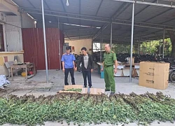 Tạm giữ hình sự đối tượng trồng hơn 1.300 cây thuốc phiện trên nương ngô