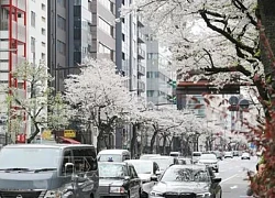 Tokyo mùa hoa anh đào rộ