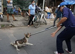 TP.Thủ Đức: Hớt hải lùa chó, phản ứng dữ dội khi chó thả rông bị bắt đi