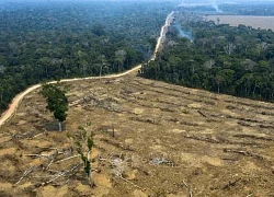 Trong năm 2023, thế giới mất đi diện tích rừng gần bằng nước Bhutan