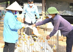 Nghiêm túc tuân thủ những biện pháp phòng bệnh khi tiếp xúc gần với gia cầm