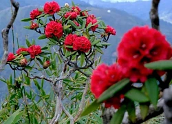 Chưa có kinh nghiệm trekking, cô nàng thử thách chinh phục &#8216;nóc nhà Đông Dương&#8217;