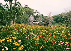 Lý Hải dựng nhiều dãy nhà, tự chăm hàng triệu hoa bất tử làm bối cảnh phim