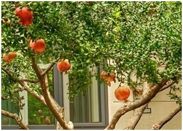 Nhà giàu thích trồng 6 cây cảnh này, hoa đẹp, quả ngon, gia đình phú quý càng thêm thịnh vượng