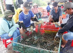 Tìm nguyên nhân khiến tôm hùm nuôi ở vịnh Vân Phong chết hàng loạt