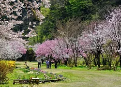 Ga tàu Kadohara, điểm ngắm hoa anh đào ít người biết ở Nhật Bản