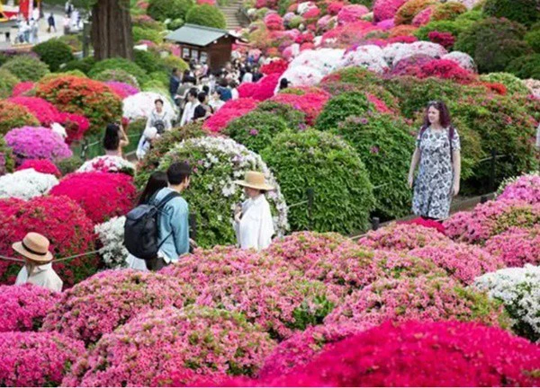 Hoa đỗ quyên nở rộ tại Tokyo