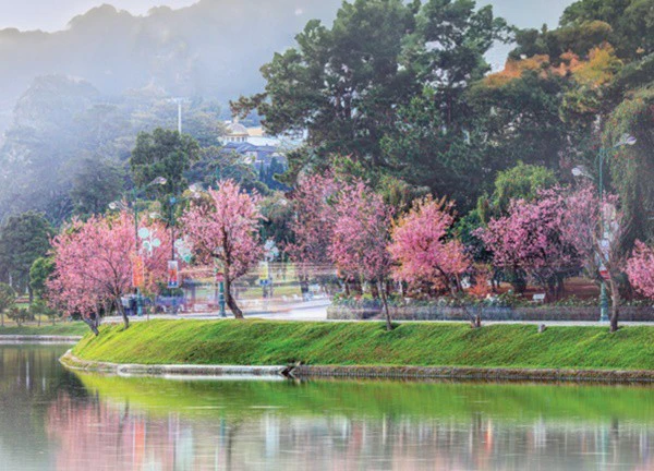 à Lạt những bông hoa mãi nở