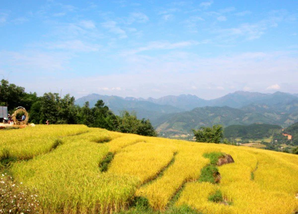 Ruộng bậc thang Bình Liêu vào mùa hút khách