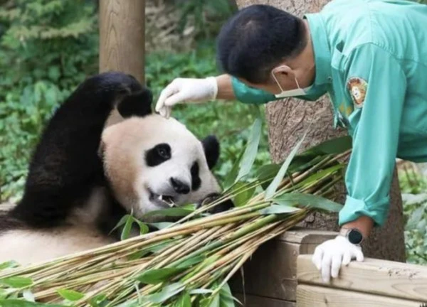 "Đỉnh lưu" Fubao sắp có phim điện ảnh, netizen chia phe tranh cãi: "Cái gì làm quá nó cũng ố dề!"