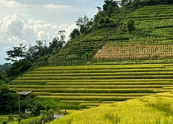 Sa Pa mùa lúa chín níu chân du khách không nỡ rời xa