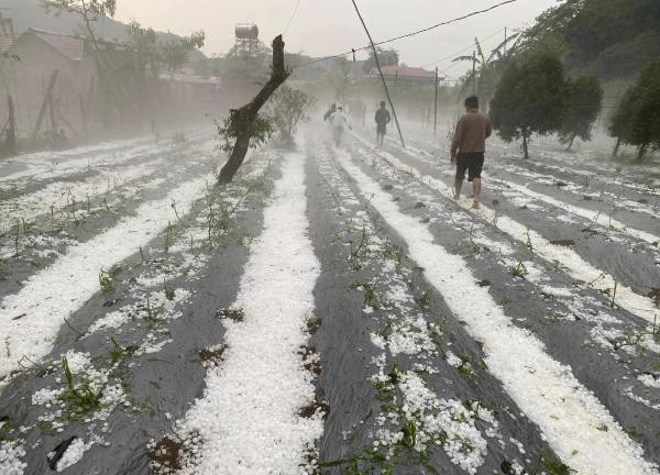 Sơn La, Hòa Bình thiệt hại nặng nề sau trận mưa đá "lớn chưa từng có"