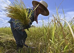 LHQ thúc đẩy vai trò của nữ giới trong lĩnh vực nông nghiệp