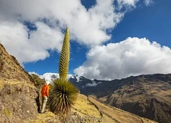 Puya Raimondii: 'Nữ hoàng dãy Andes', 100 năm mới nở hoa một lần!