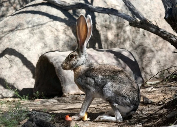 Tai to cũng là một lợi thế: Bí mật sinh tồn của loài thỏ Antelope Jackrabbit!