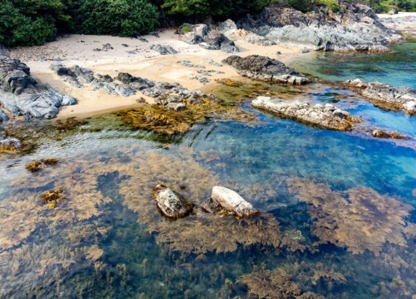 Mê mẩn sắc vàng mùa rong mơ trên Ghềnh Bàng