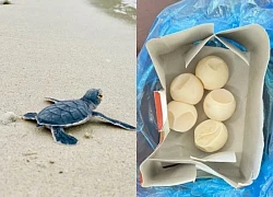 Mẹ chồng con dâu vì 4 quả trứng vích "đổi" hai năm tù và hơn 1 tỷ đồng