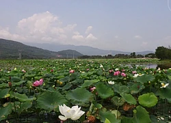 Ngắm sen Huế vào mùa