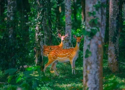 'Băng rừng' ngắm đom đóm, động vật hoang dã ở Vườn quốc gia Cúc Phương