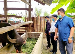 Chú trọng phòng, chống dịch bệnh trên đàn vật nuôi