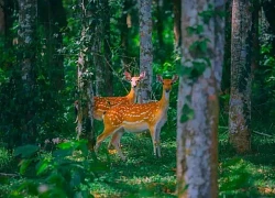 Khám phá tour đêm độc đáo tại Vườn quốc gia Cúc Phương