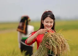 Mê mẩn ngắm cánh đồng Mường Thanh đẹp nhất Tây Bắc