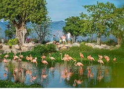 Có Vinpearl Safari Nha Trang không?