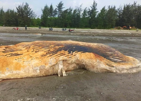 Bất ngờ phát hiện loài cá "lạ" khổng lồ dạt vào bờ biển, người dân thống nhất làm điều này