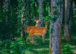 Trải nghiệm tour đêm độc đáo tại Vườn quốc gia Cúc Phương