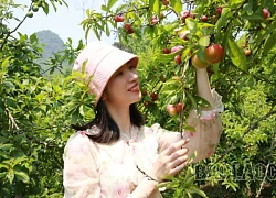 Lên Mường Khương trải nghiệm hái mận, đào chín sớm