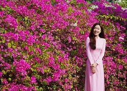 Giàn hoa giấy bên Trường ĐH Tôn Đức Thắng