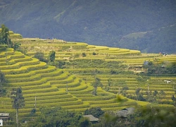 Mùa lúa chín Hoàng Su Phì - đã đi là không muốn về!