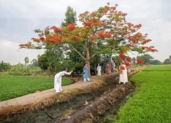 Đi ngàn km tìm 'cây phượng cô đơn' ở TP.HCM, ngao ngán gặp cảnh hái hoa, bẻ cành