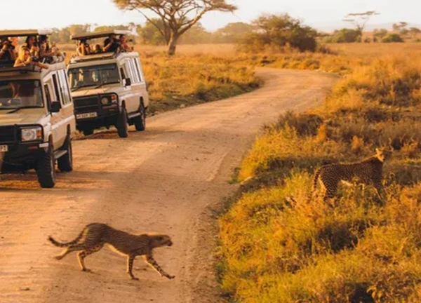 Kenya: Thiên đường hoang dã tại châu Phi