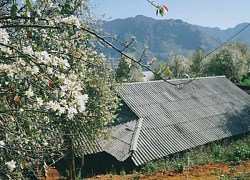 "Săn" hoa sơn tra tinh khôi trên khắp các nương đồi vùng núi đồi Tây Bắc