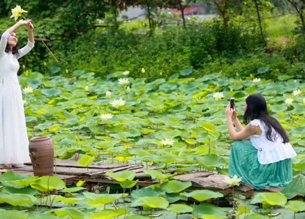 Ngắm đầm sen trắng tinh khôi khoe sắc ở nội thành Hà Nội