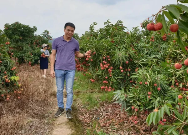 Sẵn sàng đón 'mùa du lịch vải' ở Lục Ngạn