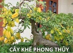 Trồng cây khế trong nhà nhất định phải nhớ điều này để tránh đại kỵ phong thủy, giúp thu hút tài lộc giàu có