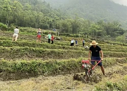 Video khách Tây lội bùn lấm lem, miệt mài cấy lúa tại Sa Pa hút triệu view